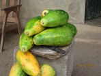Ces papayes comme des gourdes de bonheur, douces couleurs et saveurs du désir immense.  Photo Yves Alavo